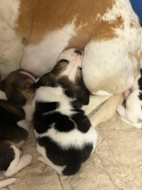 Beagle  Chiot N°5 Du Domaine Des Pattes Dorées