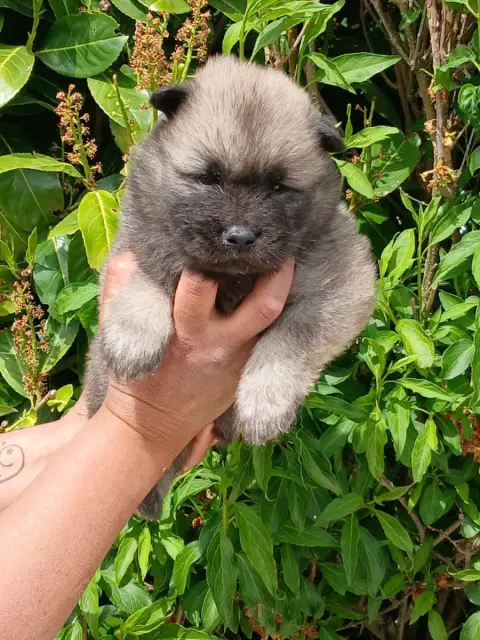 Eurasier  Chiot 4 L'Elevage Du Prince