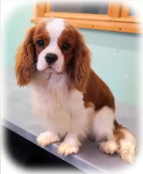 Cavalier King Charles Spaniel  Ballerina Di Casa Borg cfefc photo 3