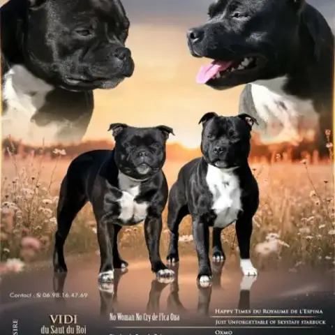 Chiot Staffordshire Bull Terrier