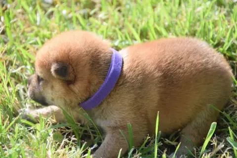 Shiba  Chiot N°3 Collier Violet photo 3