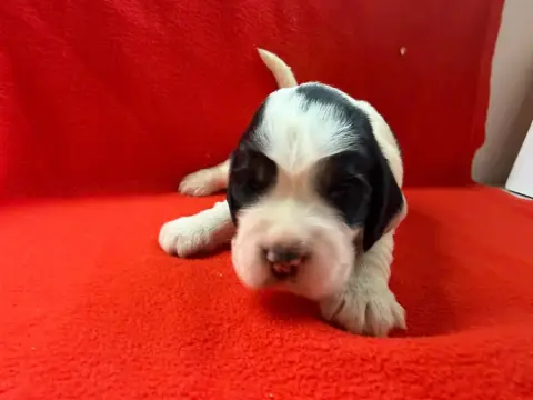 Cocker Spaniel Anglais  Chiot N°1 Du Moulin De Madjur 12020