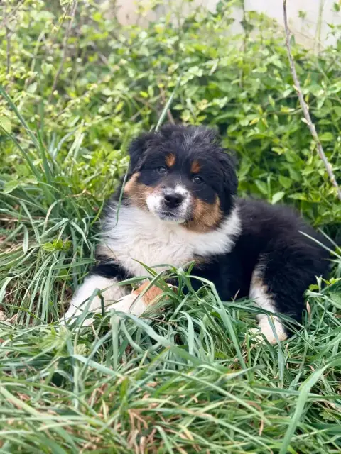 Berger Australien  Chiot N°2 De La Ferme Des Granges  d090c photo 3