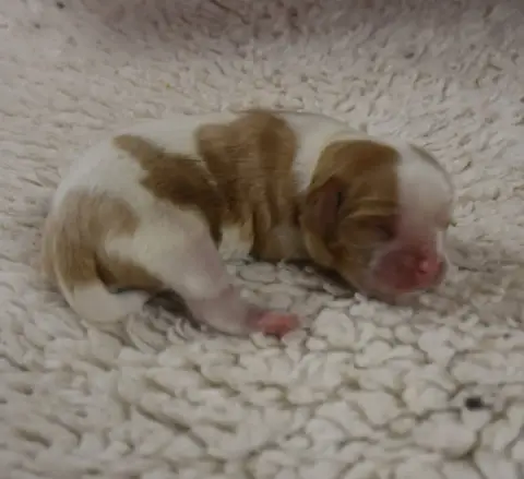 Cavalier King Charles Spaniel