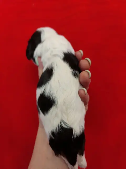 Cavalier King Charles Spaniel  Joli photo 2