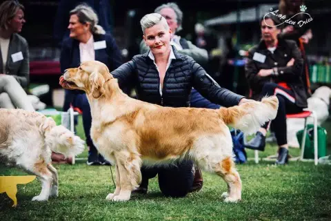 Golden Retriever  Mr Noir Hearunes photo 2