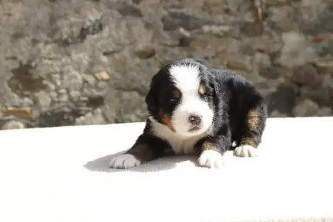 Bouvier Bernois  Chiot 6 De La Vallée De L'Hyrome