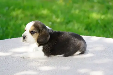 Beagle  Chiot N°7 Forgiveness American Dog photo 2