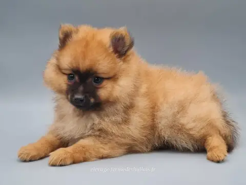 Spitz Allemand  Bibou Du Mont De La Chenaie photo 3