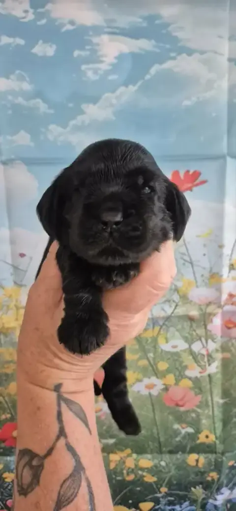 Cocker Spaniel Anglais  Black-