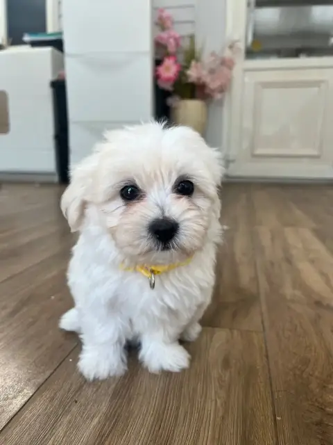 Adopter Coton De Tulear 
                        Bonnie Des M 5927d