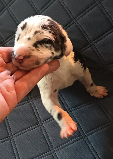 Dogue Allemand  Chiot N°4 Des Terres Du Grazo
