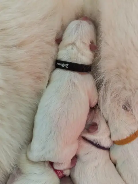 Berger Blanc Suisse  Chiot N°5 De L'Ange Gardien De F 6e2f0