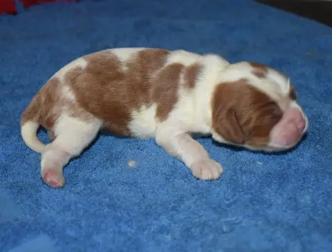 Cavalier King Charles Spaniel photo 3