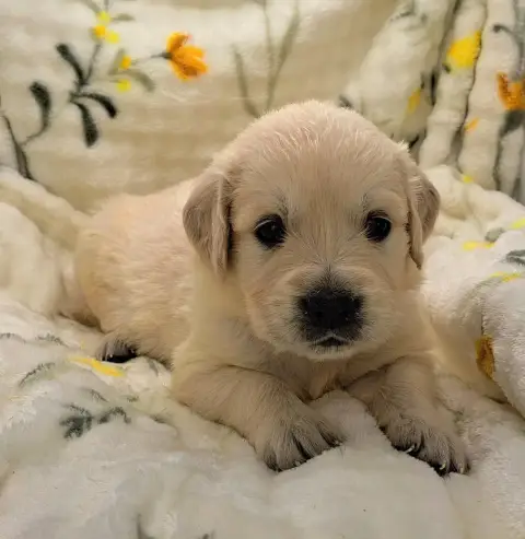 Golden Retriever  Boulette photo 2
