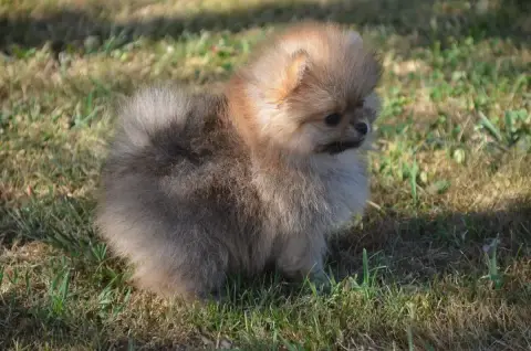 Spitz Allemand  Chiot N°1 De La Foret Des Reves Bleus 7d189 photo 2