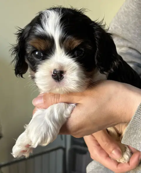 Cavalier King Charles Spaniel  B De Toucy Blue