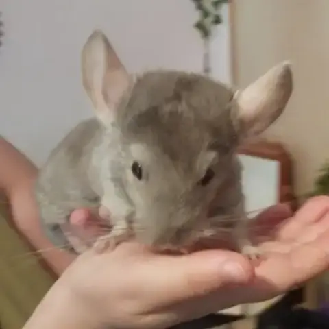 Vend Couple De Chinchilla (Deux Frères)
