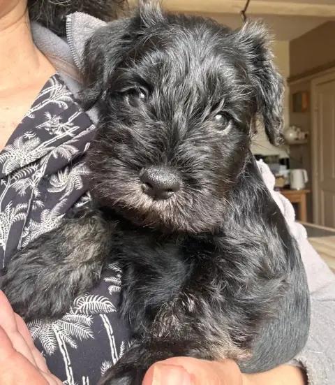 Schnauzer Miniature  Bosco De Tierra Lemi
