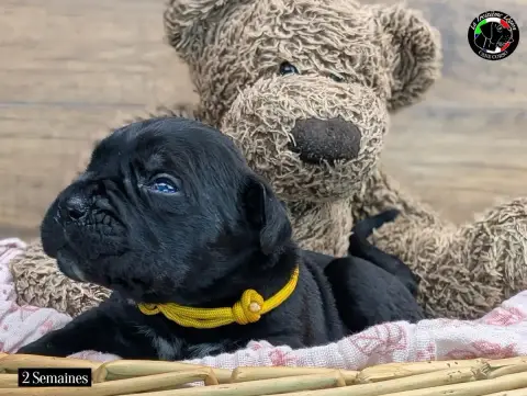 Cane Corso  Collier Jaune Taxi De La Treizieme Legion 95dff photo 2