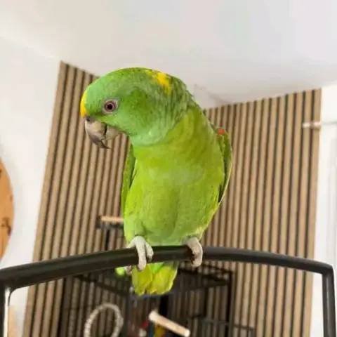 Perroquet Amazone À Nuque D’Or
