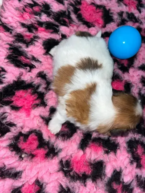 Coton De Tulear  Chiot N°1 De Jerrie Black photo 3