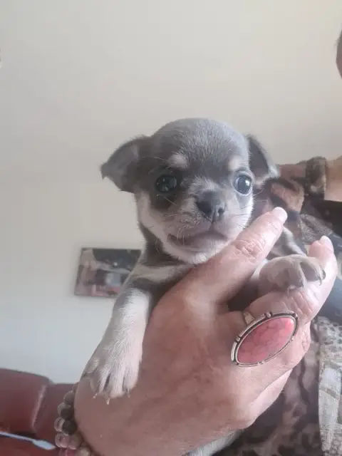 Chihuahua  Blue De L’Ecrin Des Joyaux photo 2