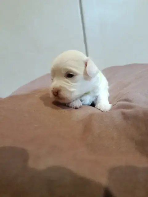Coton De Tulear  Vert Du Haut De Champfleury photo 2