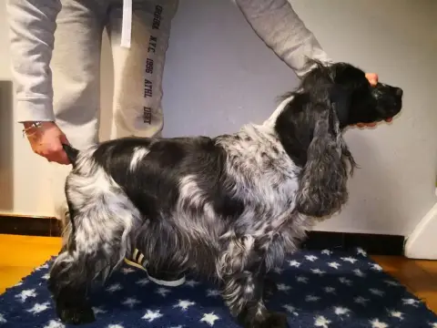 Cocker Spaniel Anglais photo 3
