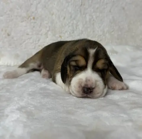 Beagle  Chiot N°3 Du Moulin De Madjurie