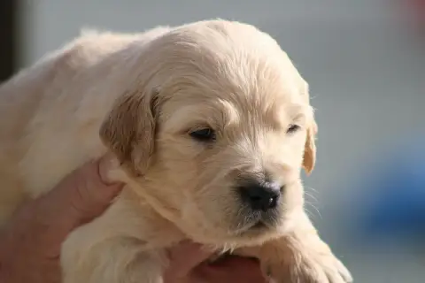 Golden Retriever  Chiot N°3 Des Romarins De Mayerling 801f3 photo 2