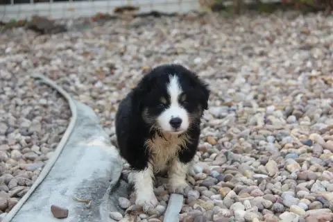 Berger Américain Miniature  Chiot N°4 Na Caorrun photo 2