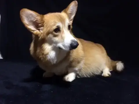Welsh Corgi Pembroke  Chiot N°1 photo 3