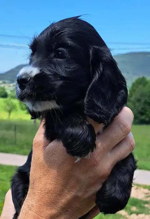 Cocker Spaniel Anglais  Betty Boop photo 2