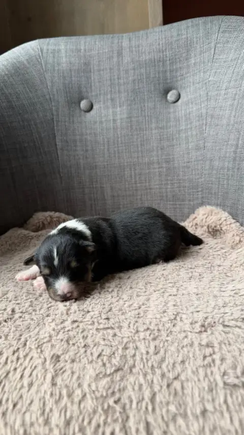 Shetland Sheepdog  Chiot 4 Du Banc Des Hermelles