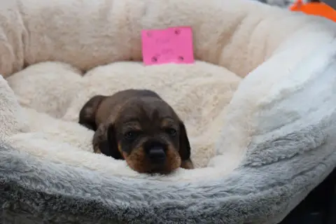 Teckel Poil Dur  Chiot N°7 Du Domaine Du Brame