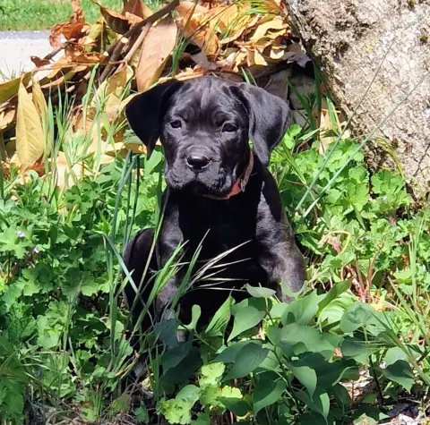 Cane Corso  Collier Rose De La Tribu Amazone