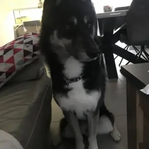 Chien Newton À L Adoption