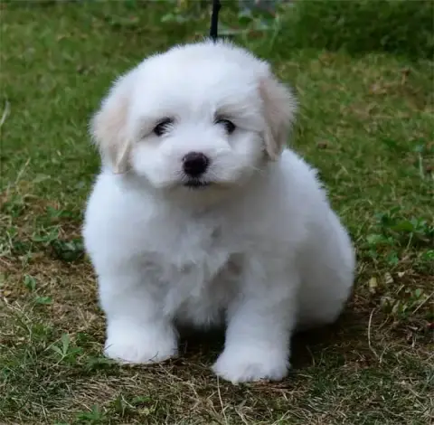 Coton De Tulear  Chiot N°3 De Dame Nature photo 3