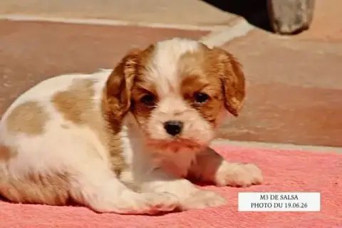 Cavalier King Charles Spaniel  Salsa M3 De La Bastide 03cab photo 2