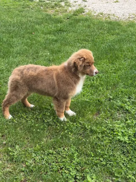 Berger Australien  Chiot N°2 Royal Fluffy