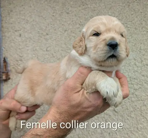 Golden Retriever  Femelle Collier Orange Du Domaine C 67166