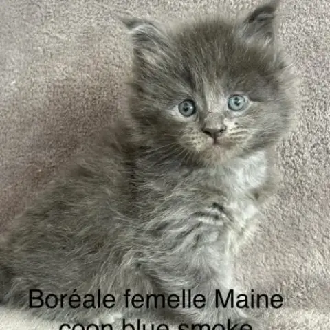 Chatons Maine Coon Blue Smoke À Réserver