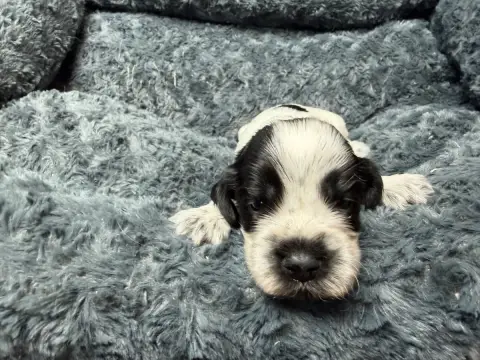 Cocker Spaniel Anglais  Chiot N°5 Du Moulin De Madjur 82cf5