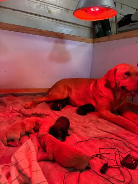 Labrador Retriever  Chiot 7 Des Roseaux Normands