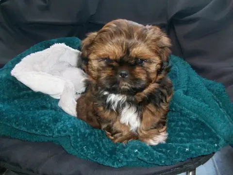 Shih Tzu  Baguera Du Manoir Des Dieux Du Ciel