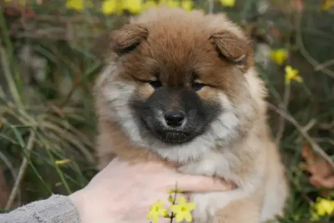 Shiba  Chiot 3 Des Roses De Charlemagne