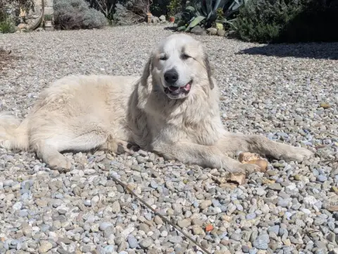 Chien De Montagne Des Pyrenees  Artagnan Kesha Des Ga c0f40