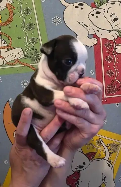Boston Terrier  Chiot photo 3