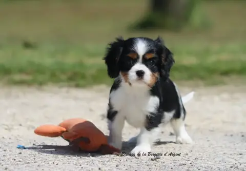 Cavalier King Charles Spaniel  Boom De La Bergerie D' 0196e photo 3